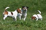 JACK RUSSEL 113